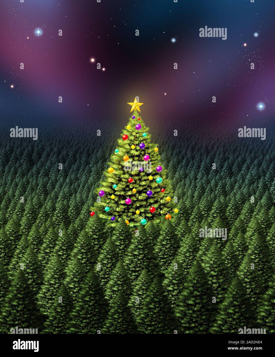 Christmas tree greeting card concept as a dense forest of pine with one individual plant decorated with ornaments as a shinning star. Stock Photo