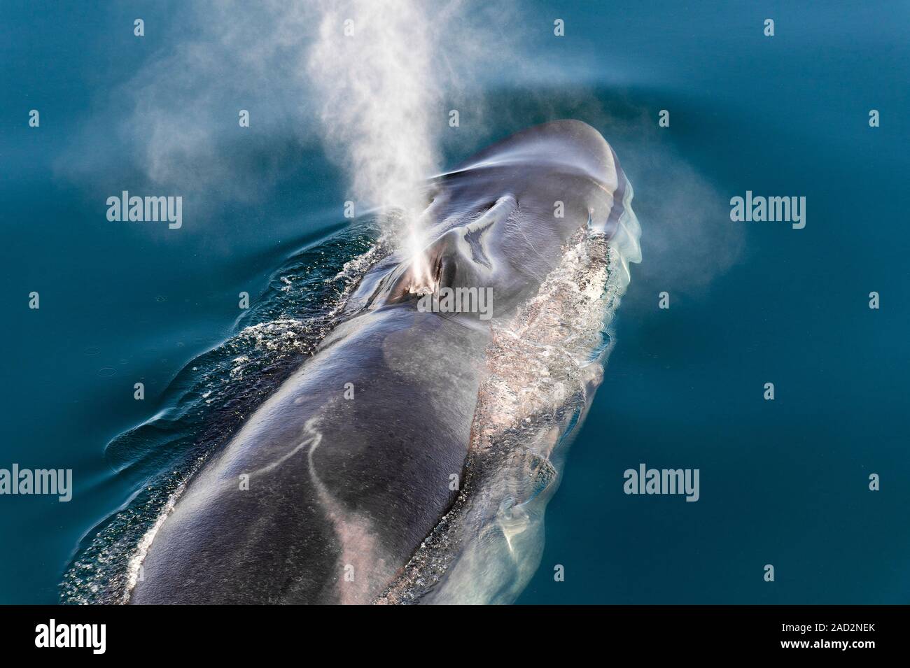 Fin Whale (Balaenoptera Physalus) Blowing. Fin Whales Can Grow Up To 27 ...