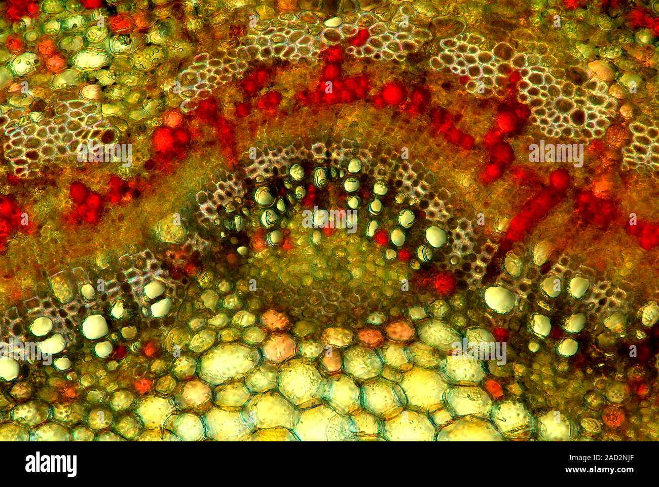 Apple stem. Polarised light micrograph of a section through the stem of