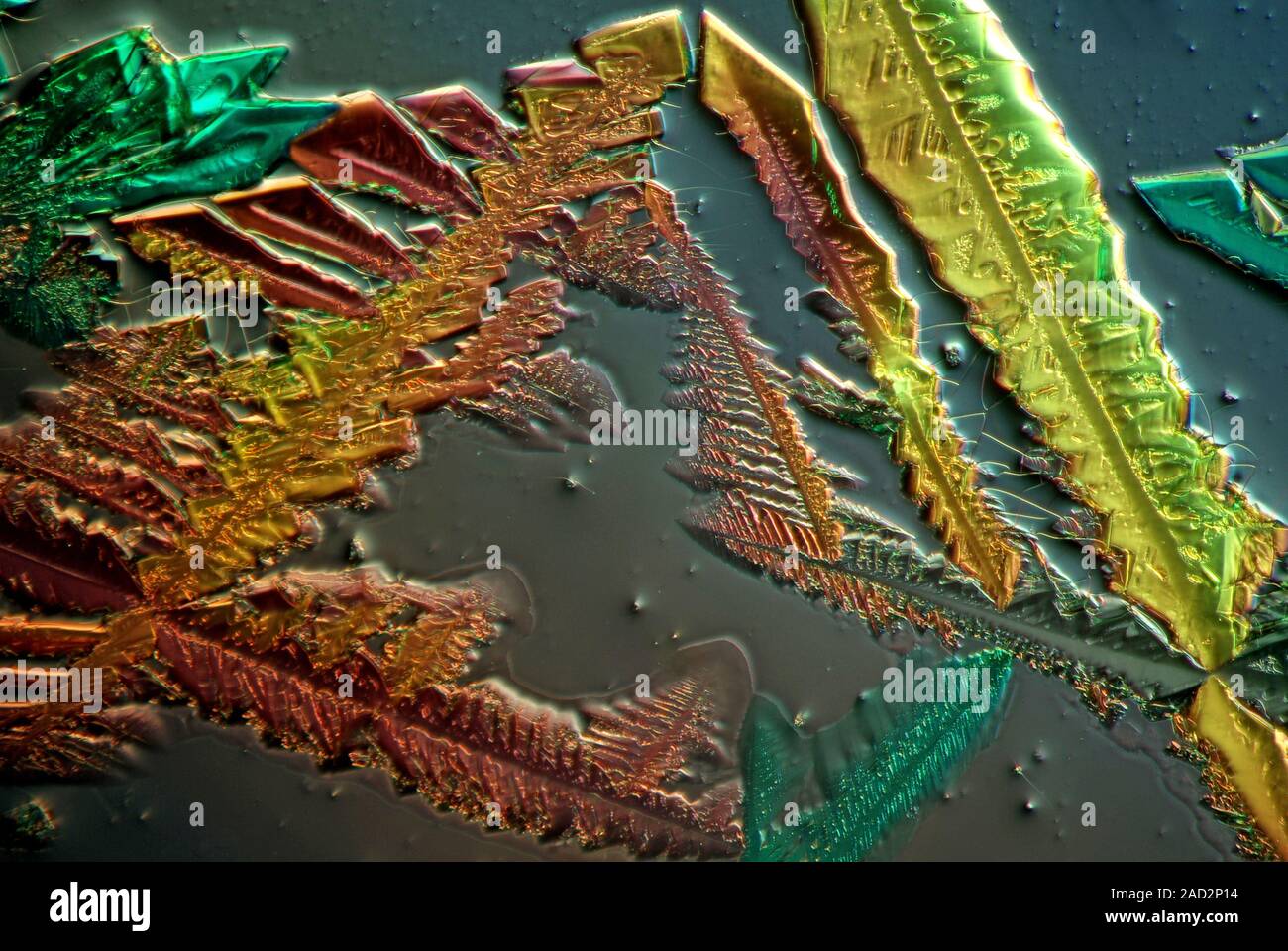 Cupric acetate crystals. Polarized light micrograph of a section