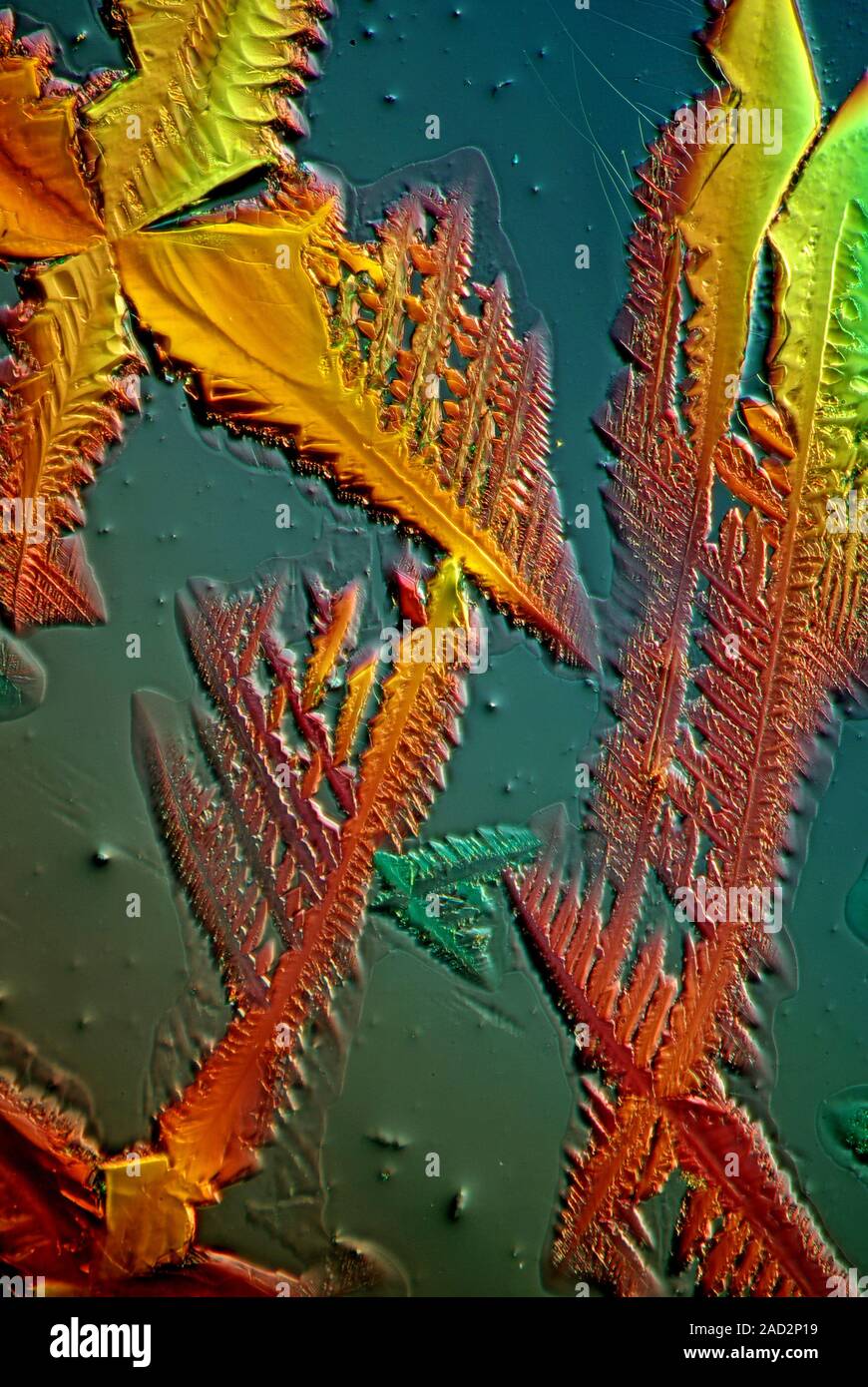 Cupric acetate crystals. Polarized light micrograph of a section