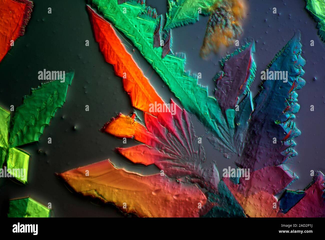 Cupric acetate crystals. Polarized light micrograph of a section