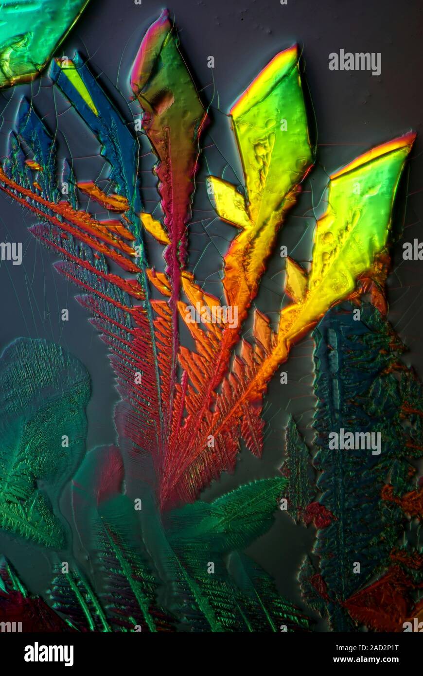 Cupric acetate crystals. Polarized light micrograph of a section