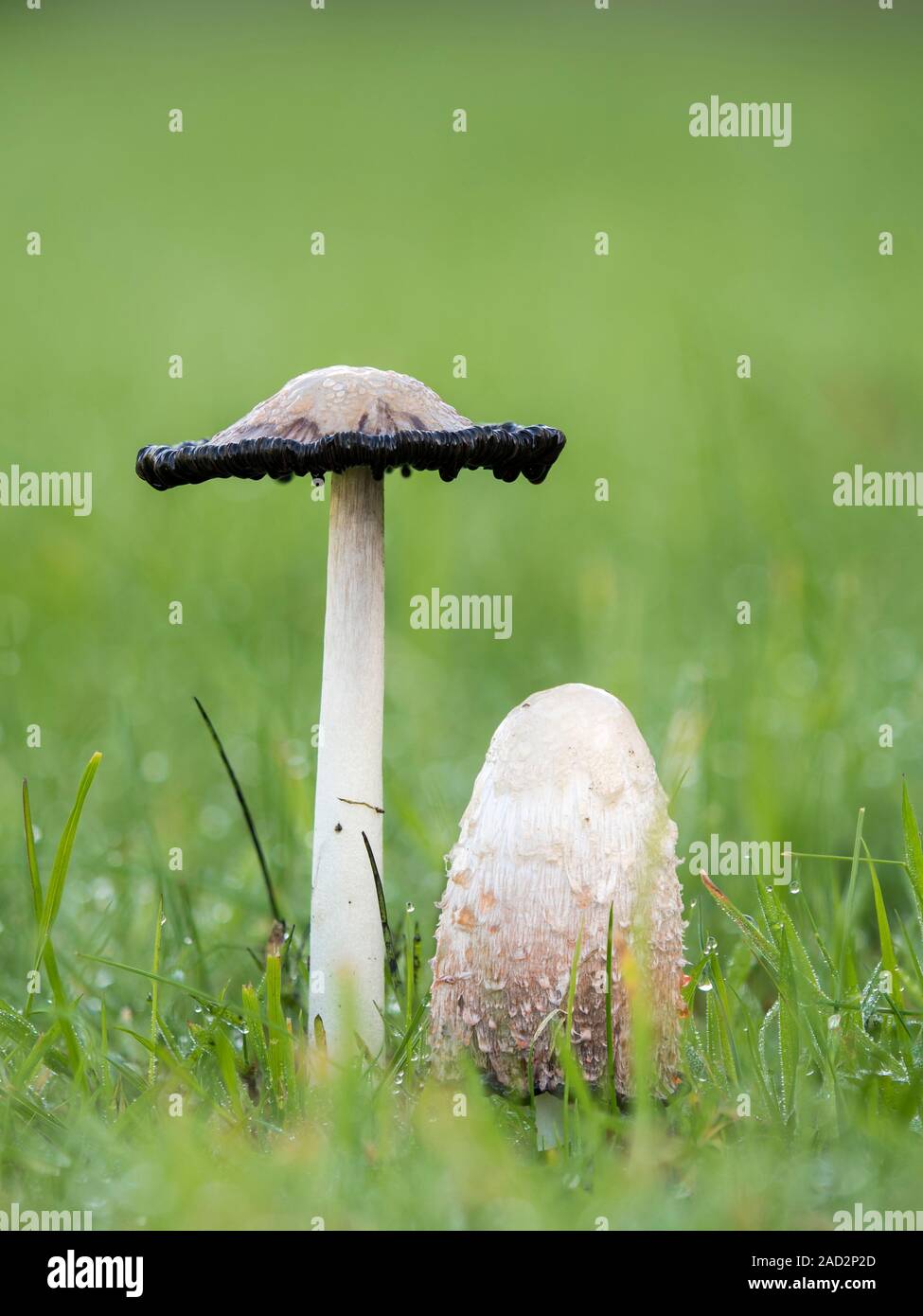 Pair of Shaggy Inkcap mushrooms (Coprinus comatus) growing on a lawn. Tipperary, Ireland Stock Photo