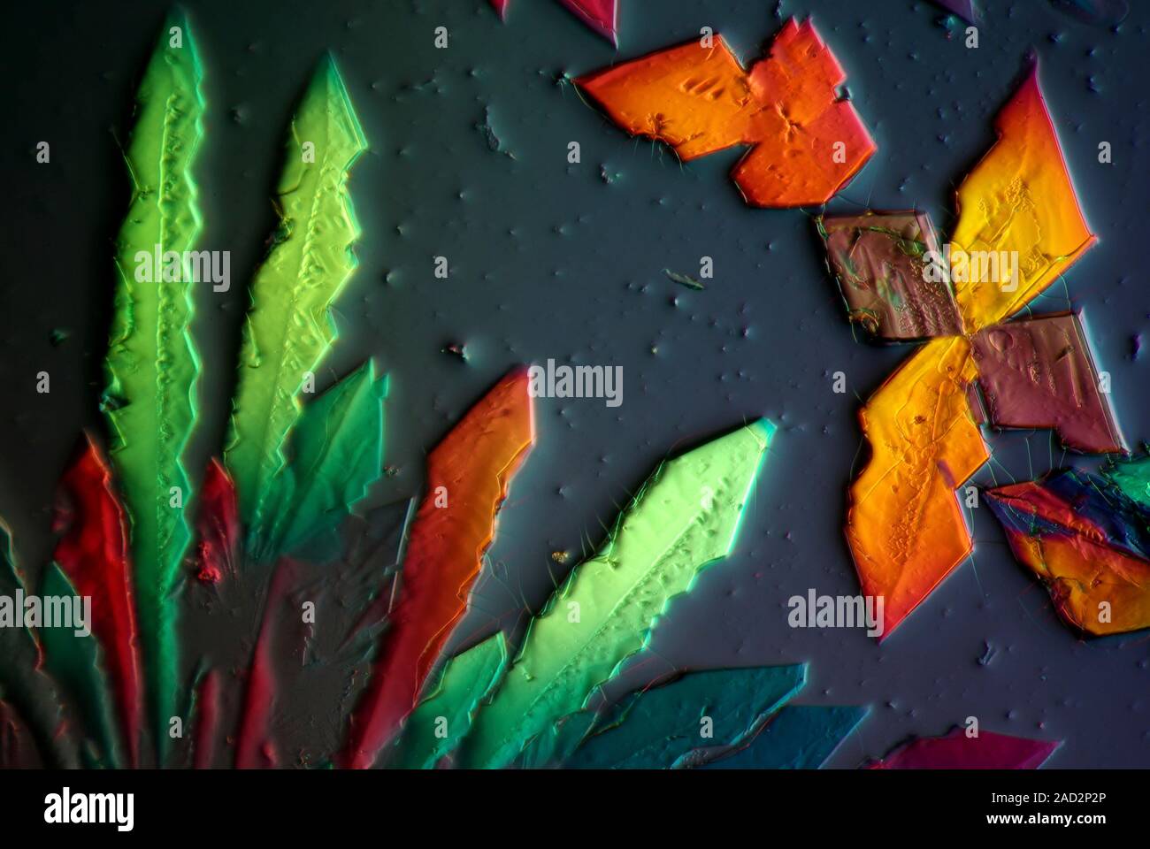 Cupric acetate crystals. Polarized light micrograph of a section