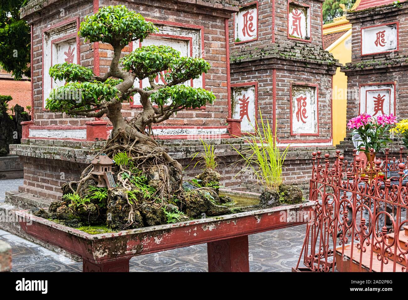 Large Bonsai tree at Tran Quoc Pagoda Hanoi Vietnam Stock Photo