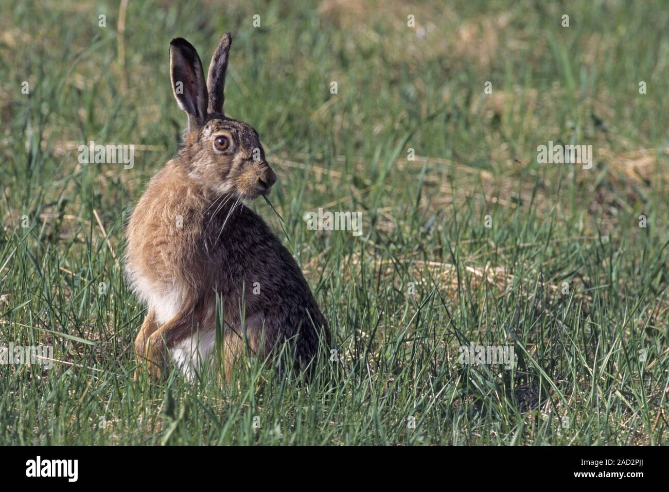 European Hare, natural predators include birds of prey and canids and felids Stock Photo