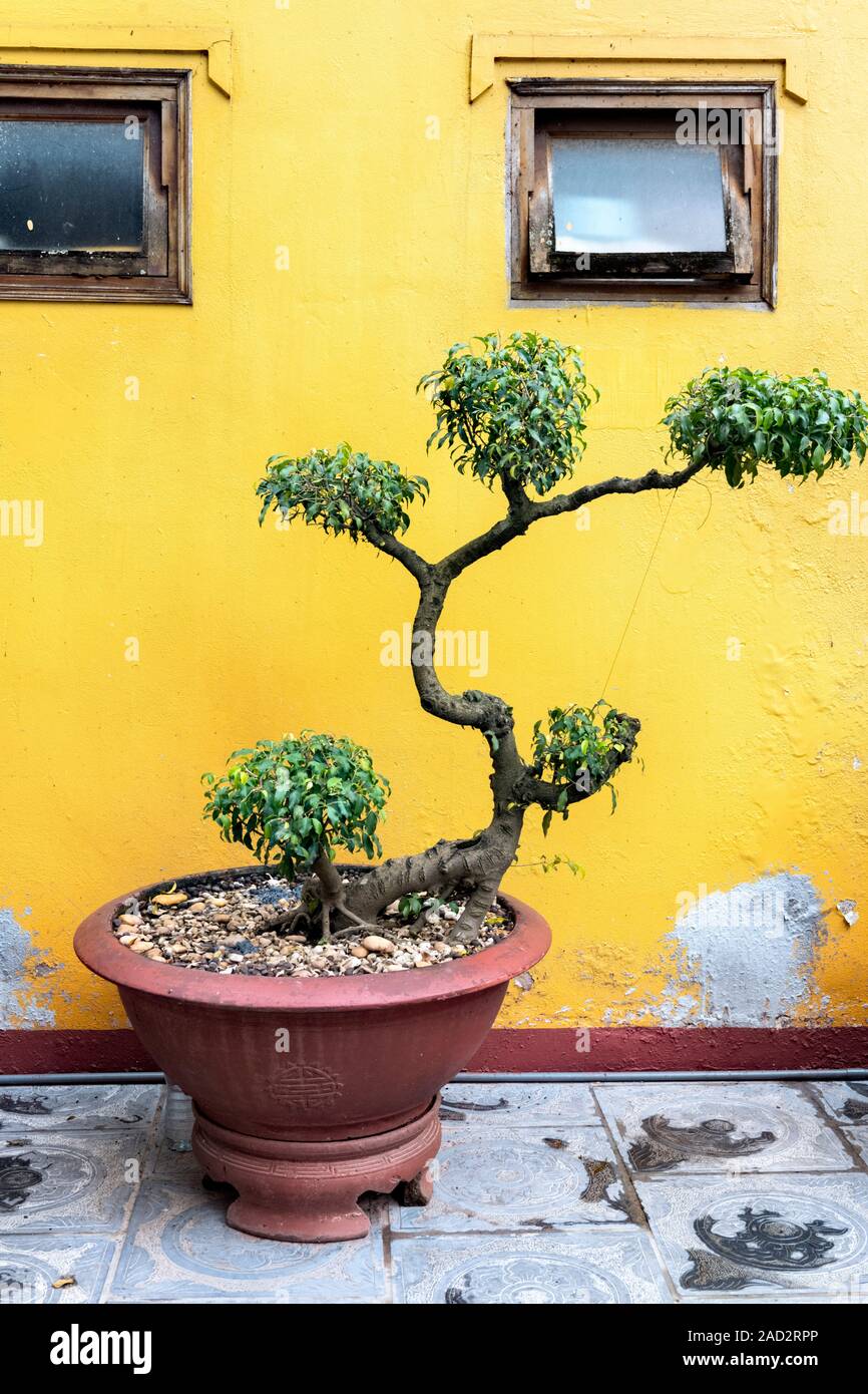 Large Bonsai Tree in clay pot at Tran Quoc Pagoda Hanoi Vietnam Stock Photo