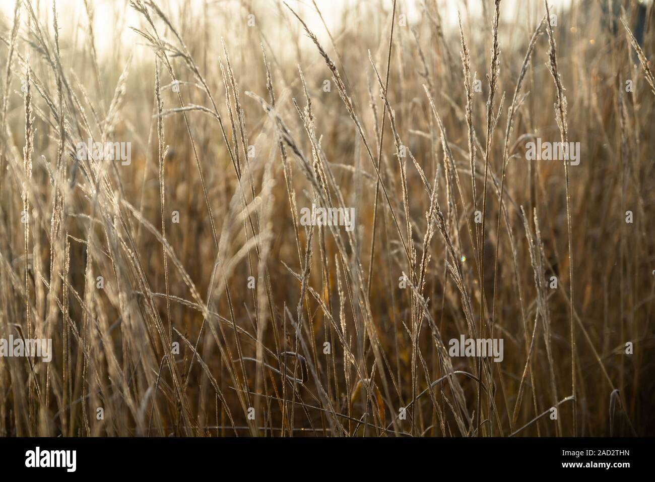 Frozen dry grass at sunny autumn morning. Bokeh effect. Stock Photo