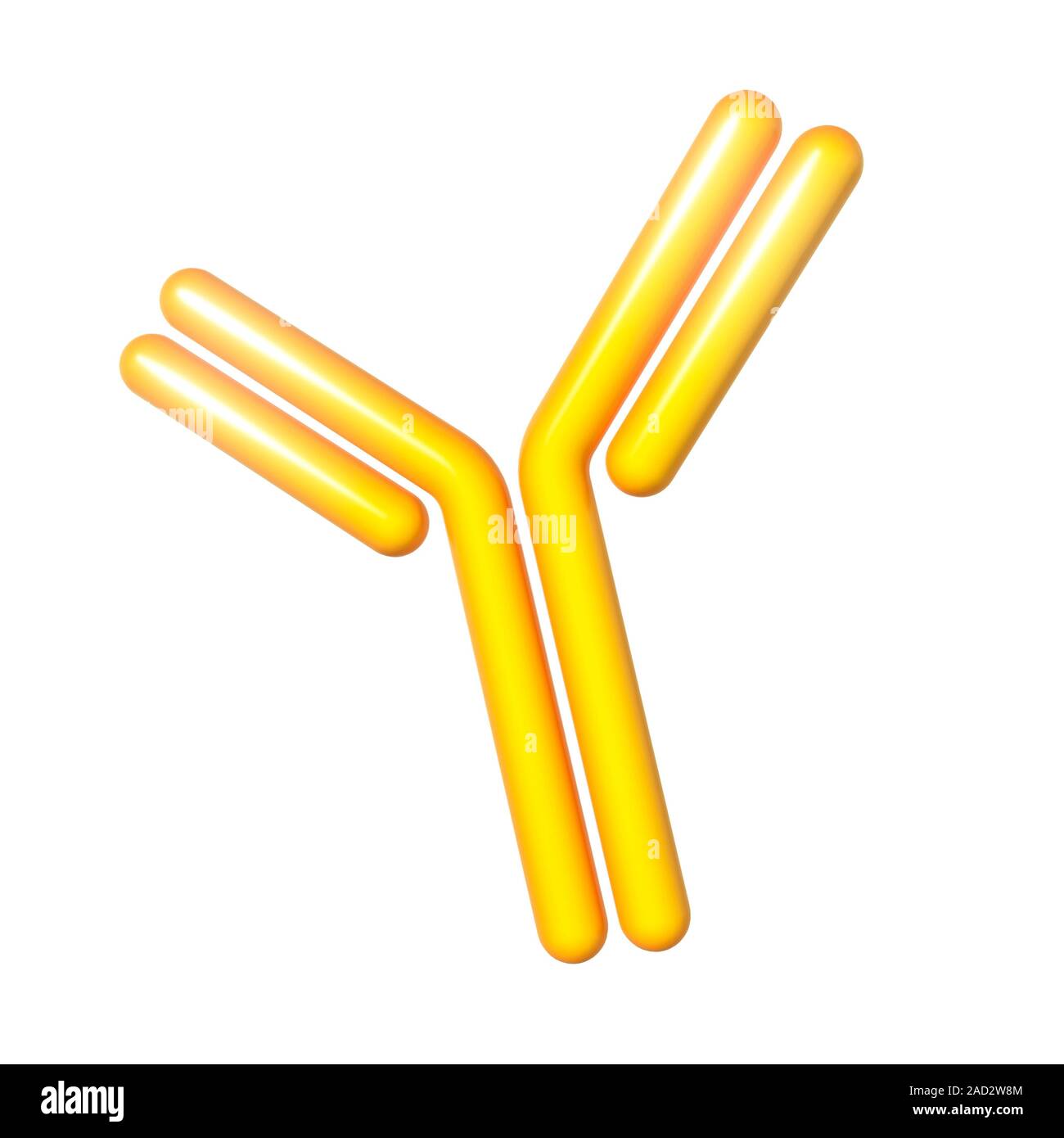 Antibody. Computer illustration of an antibody, or immunoglobulin