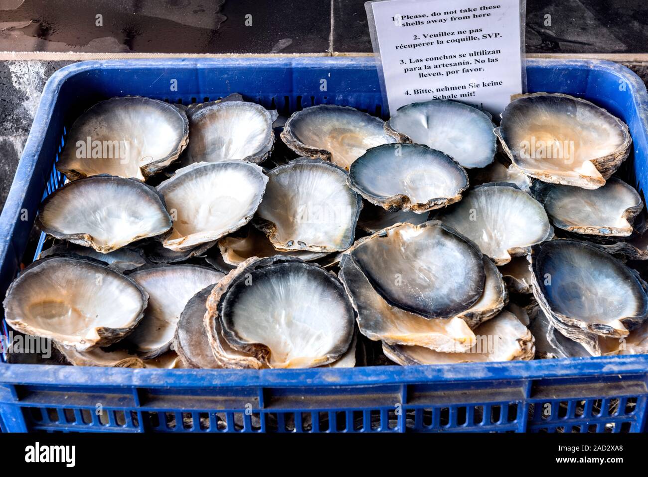 Oyster Shells in blue basket Leged Pearl Halong Bay Stock Photo