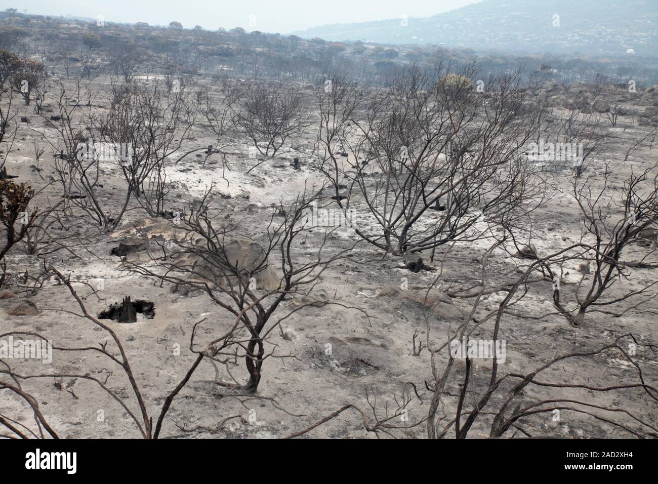 Fire damage in a nature reserve, South Africa. Many protea and other