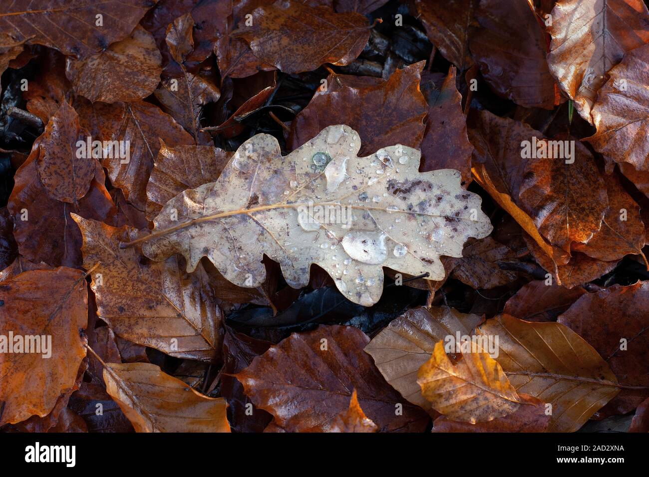 A large oak leaf with frost and water droplets on the woodland floor amongst the leaf litter Stock Photo