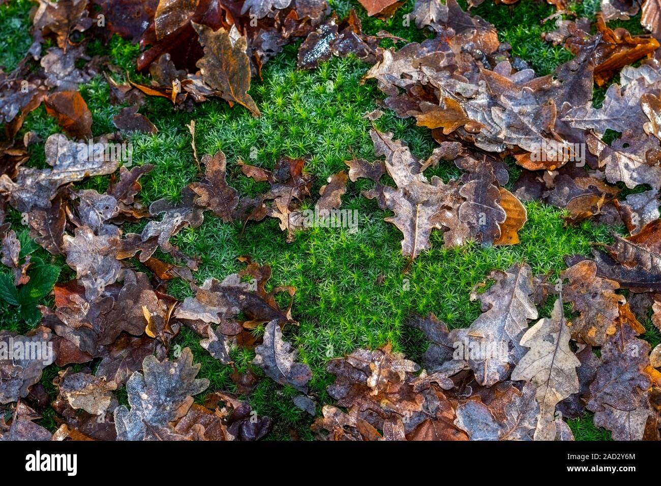 Moss on copper beech hi-res stock photography and images - Alamy