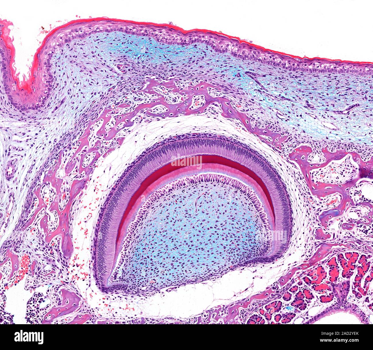 Light microscopy of a growing fetal tooth. This horizontal section is ...