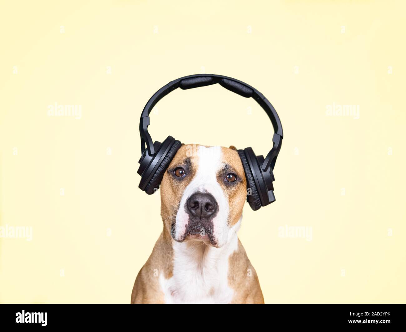 Dog in noise cancelling headphones, yellow isolated background. The concept  of pets being afraid of loud noises or fireworks at holidays Stock Photo -  Alamy