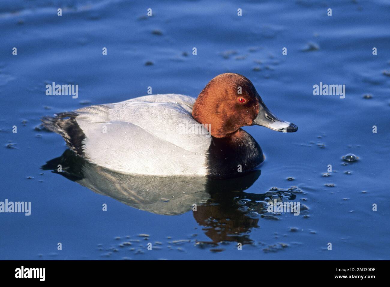 Common Pochard is a gregarious bird, forming large flocks in winter Stock Photo