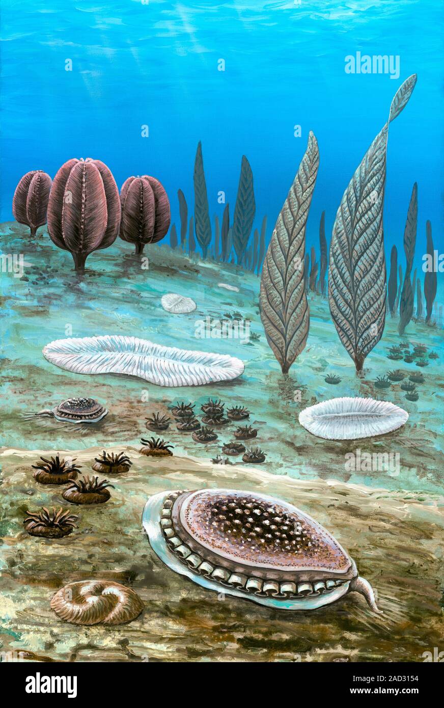Illustration of Ediacara approximately 550 million years ago. Complex ...