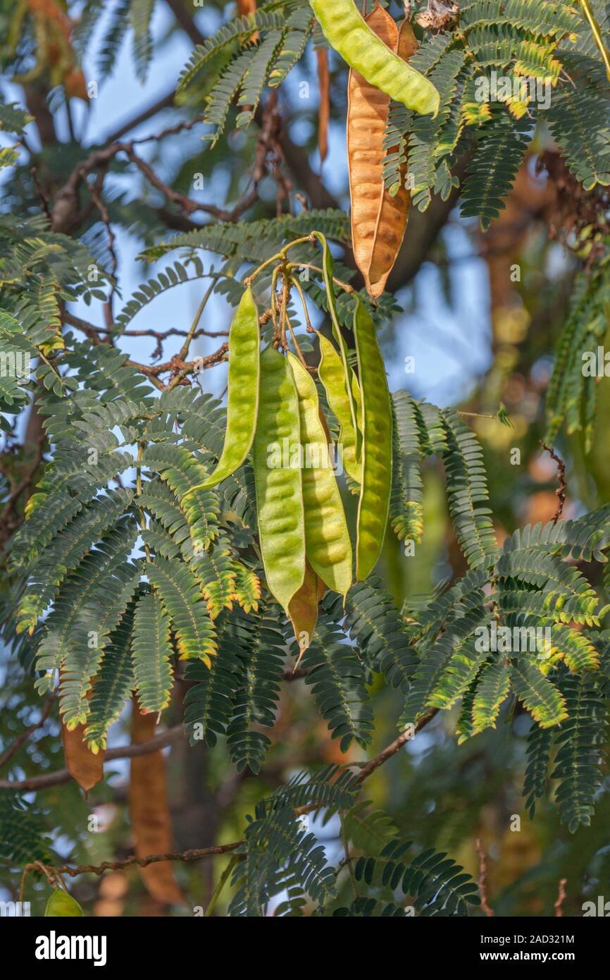 Silktree julibrissin) seed pods. This tree is also called the
