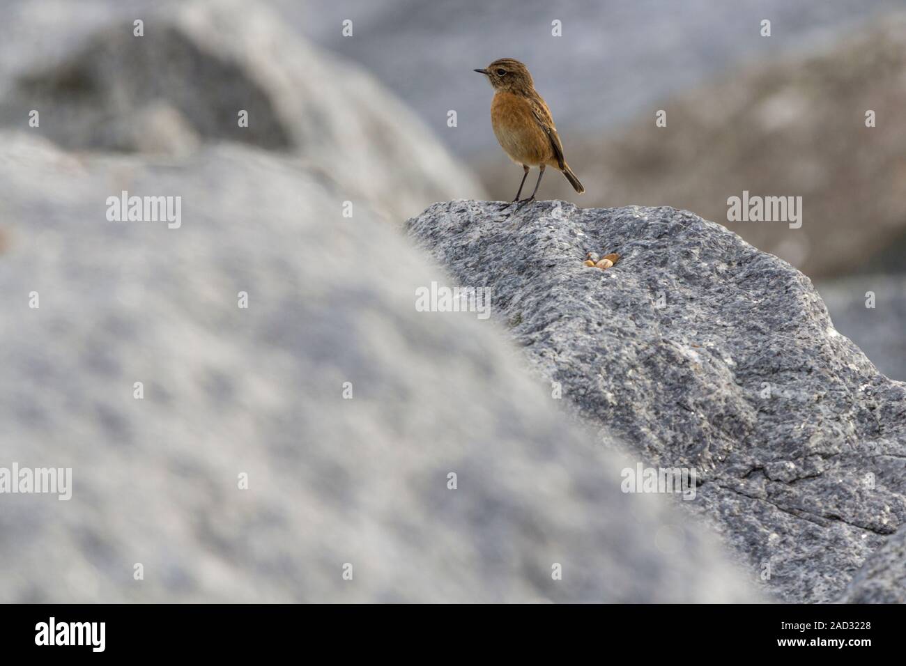 Stonechat (Saxicola rubetra) female bird on coastal rocks, winter plumage brown upperparts paler red brown and buff underside. Fient white throat line Stock Photo