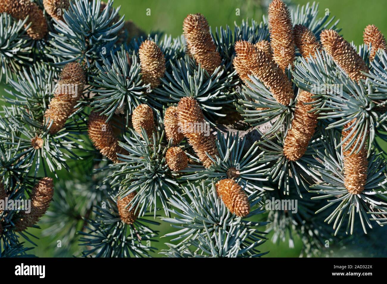Atlas cedar (Cedrus atlantica) conifer cones and needles. This tree is also called silver atlas
