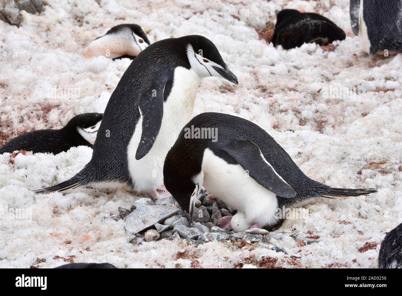 Chinstrap penguins (Pygoscelis antarctica) nesting. Pebbles are used to
