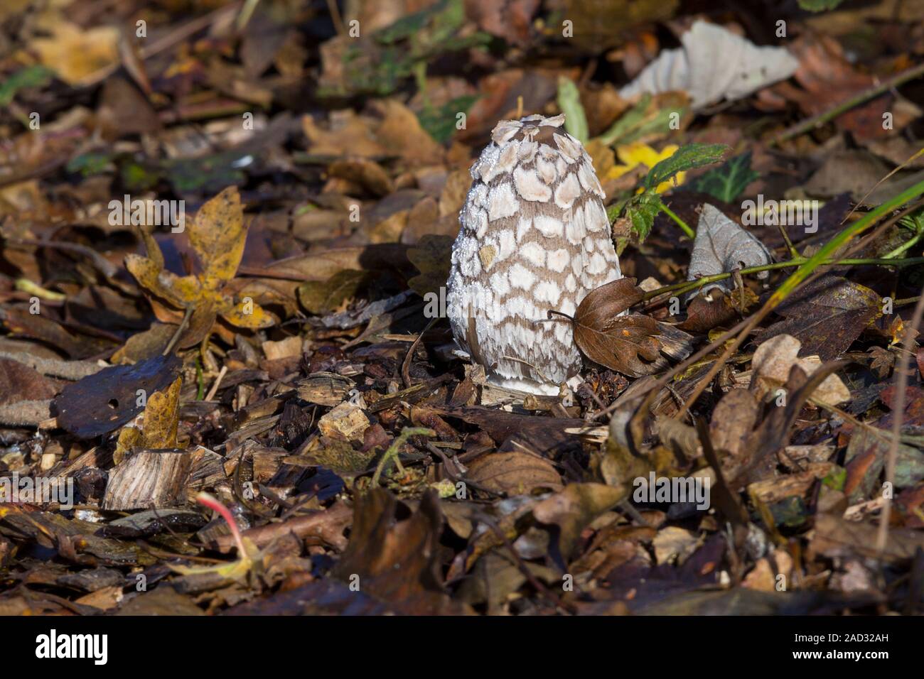 Shaggy ink cap (Coprinus comatus) fresh young whitish egg shaped cap with shaggy fibres shrouds the stem later changing to inky open cap. Landscape. Stock Photo