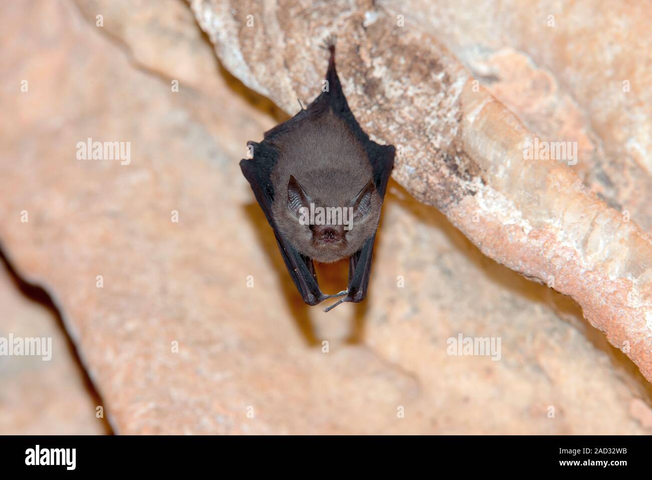 Western sheathtailed bat (Paremballonura tiavato) hanging from