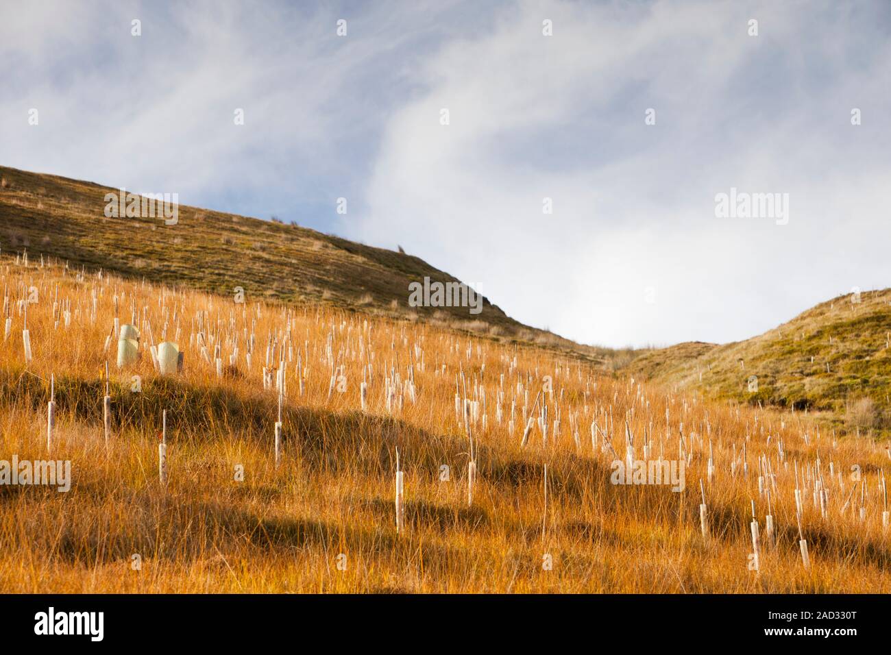 Tree planting in the Dunsop Valley above Dunsop Bridge in the Trough of