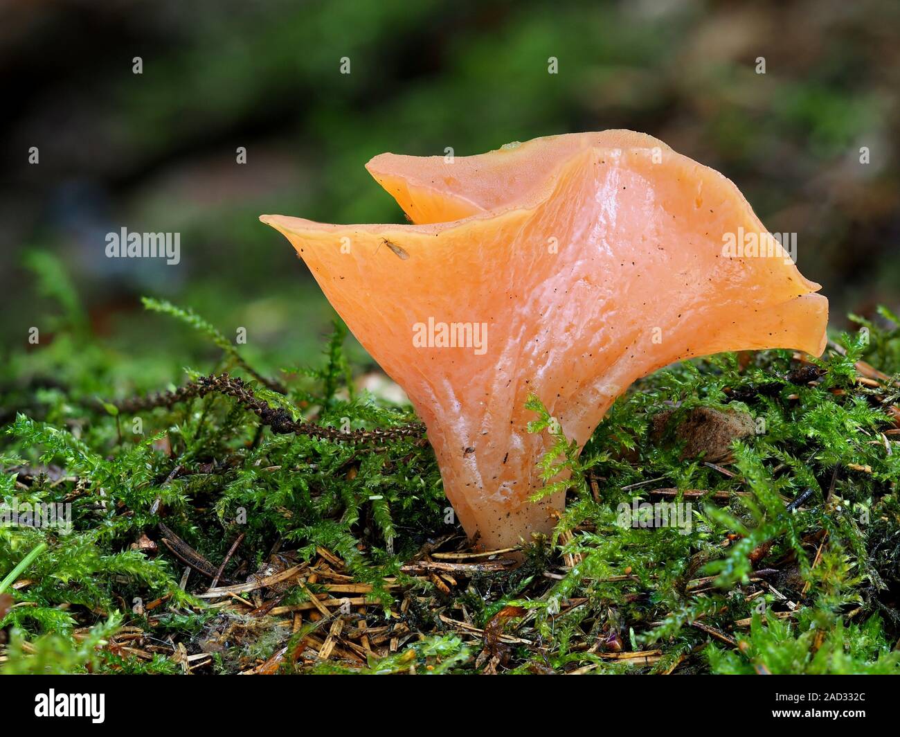 Apricot jelly mushroom Stock Photo Alamy