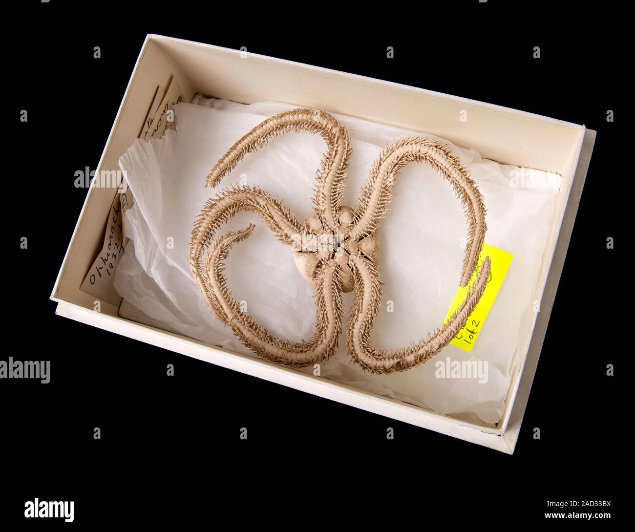 Green Brittle Starfish collected during the Great Barrier Reef