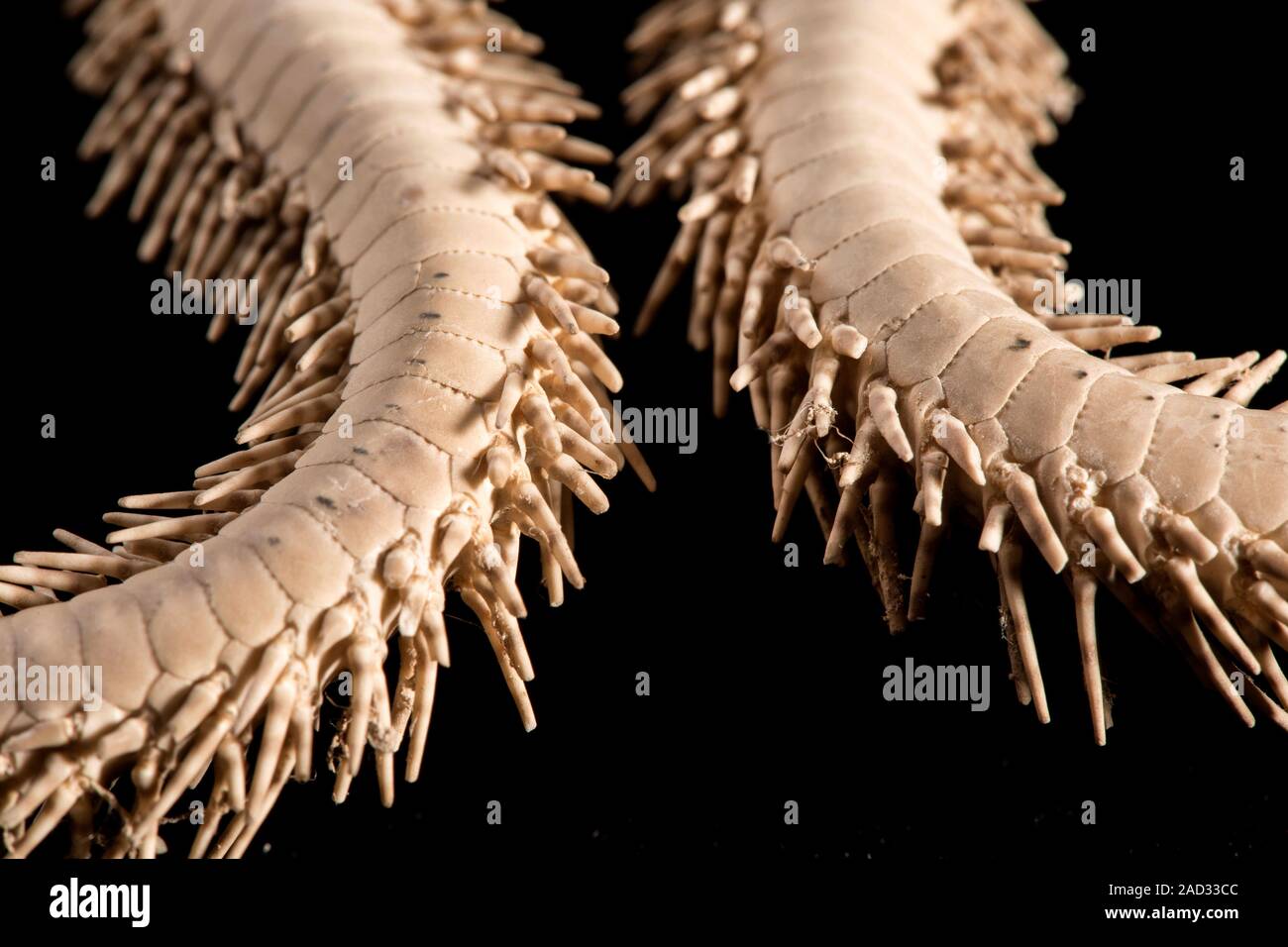Green Brittle Starfish collected during the Great Barrier Reef Expedition (19281929). NHMUK