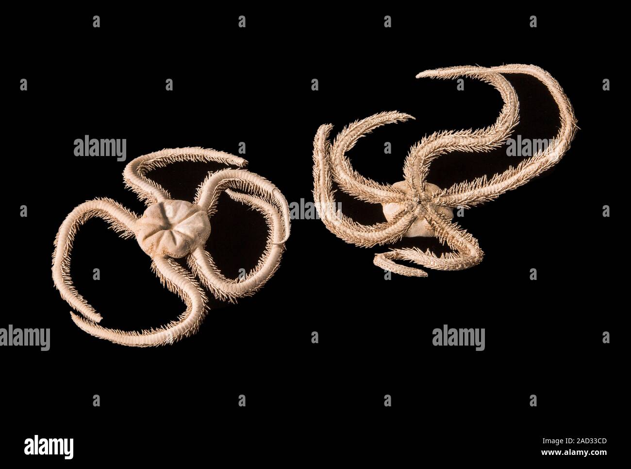 Green Brittle Starfish collected during the Great Barrier Reef Expedition (19281929). NHMUK