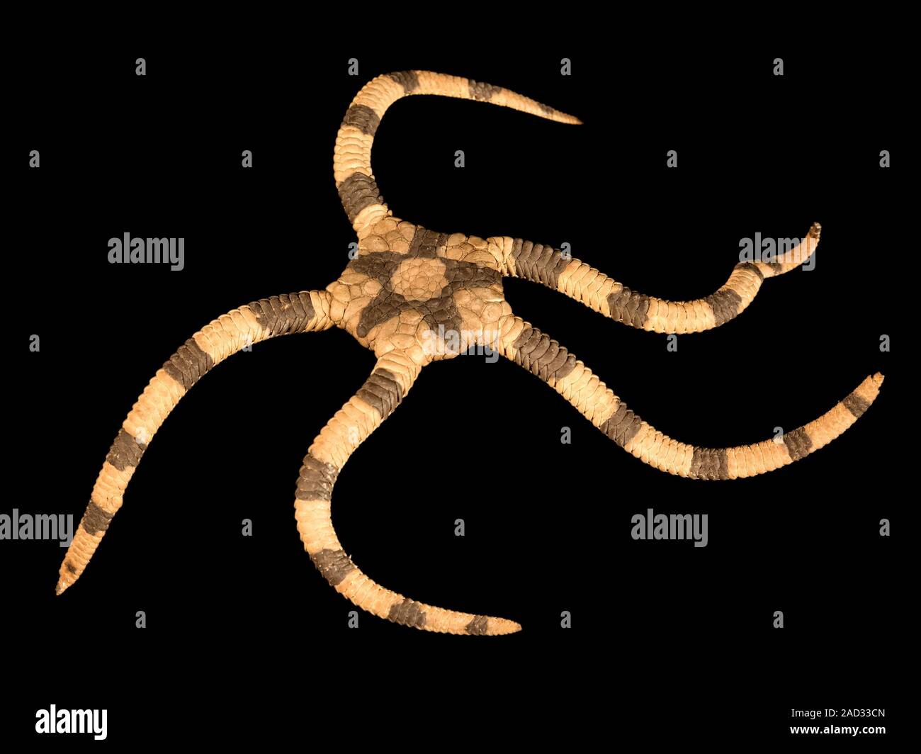 Banded brittle star collected from Great Barrier Reef Expedition (1928