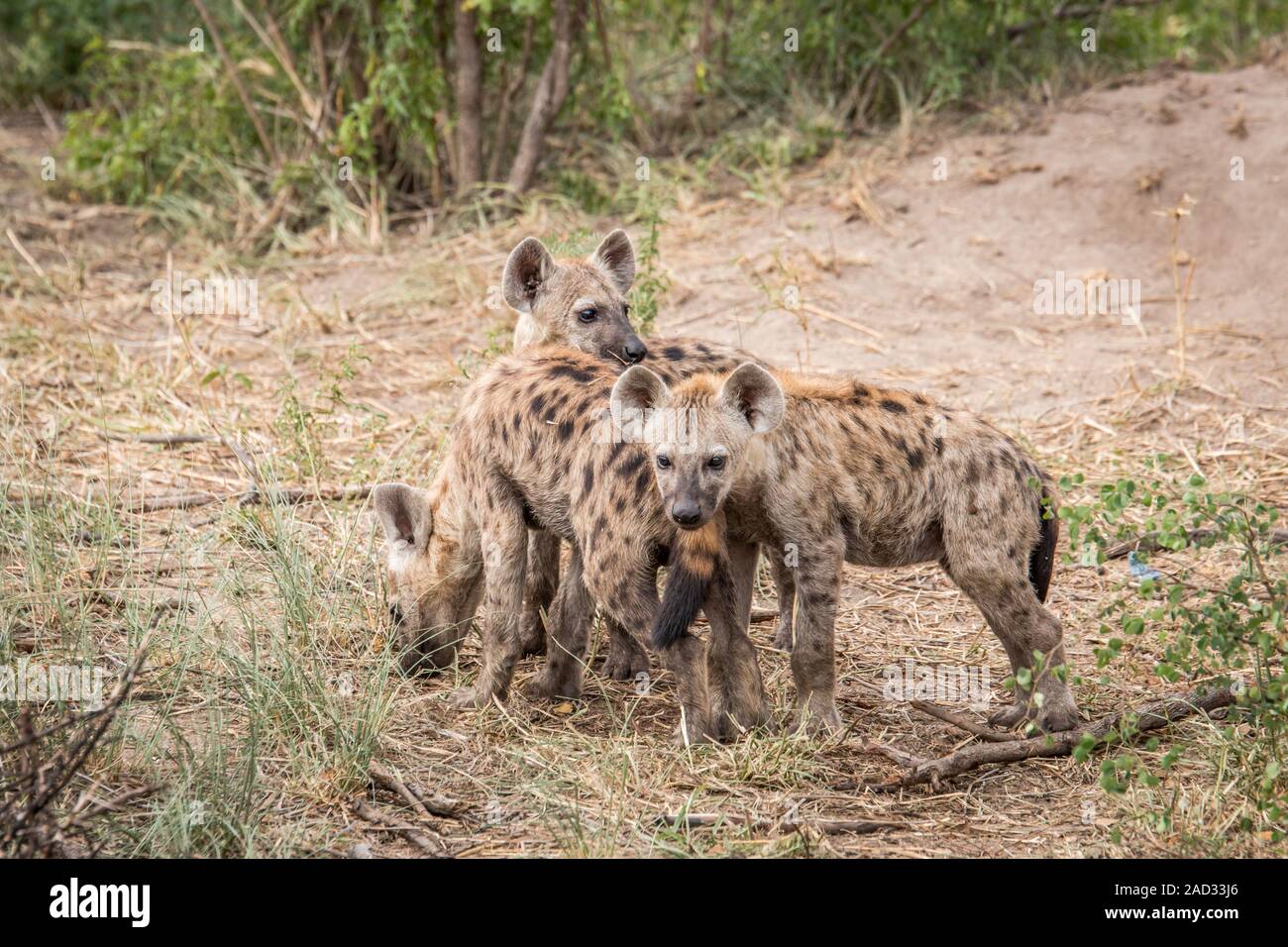Three young spotted hyenas in the Kruger. Stock Photo