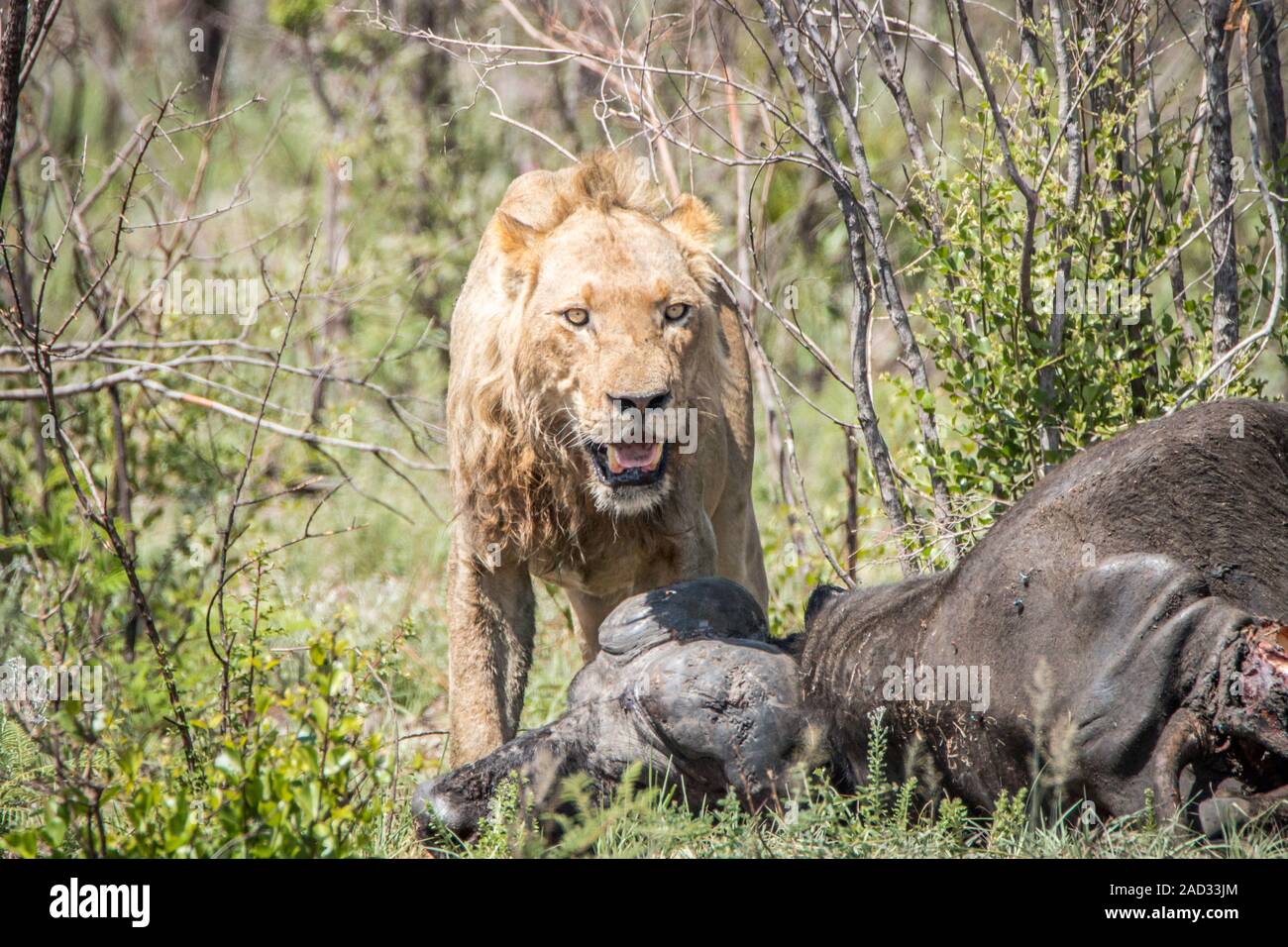 Lion Kill Buffalo High Resolution Stock Photography and Images - Alamy