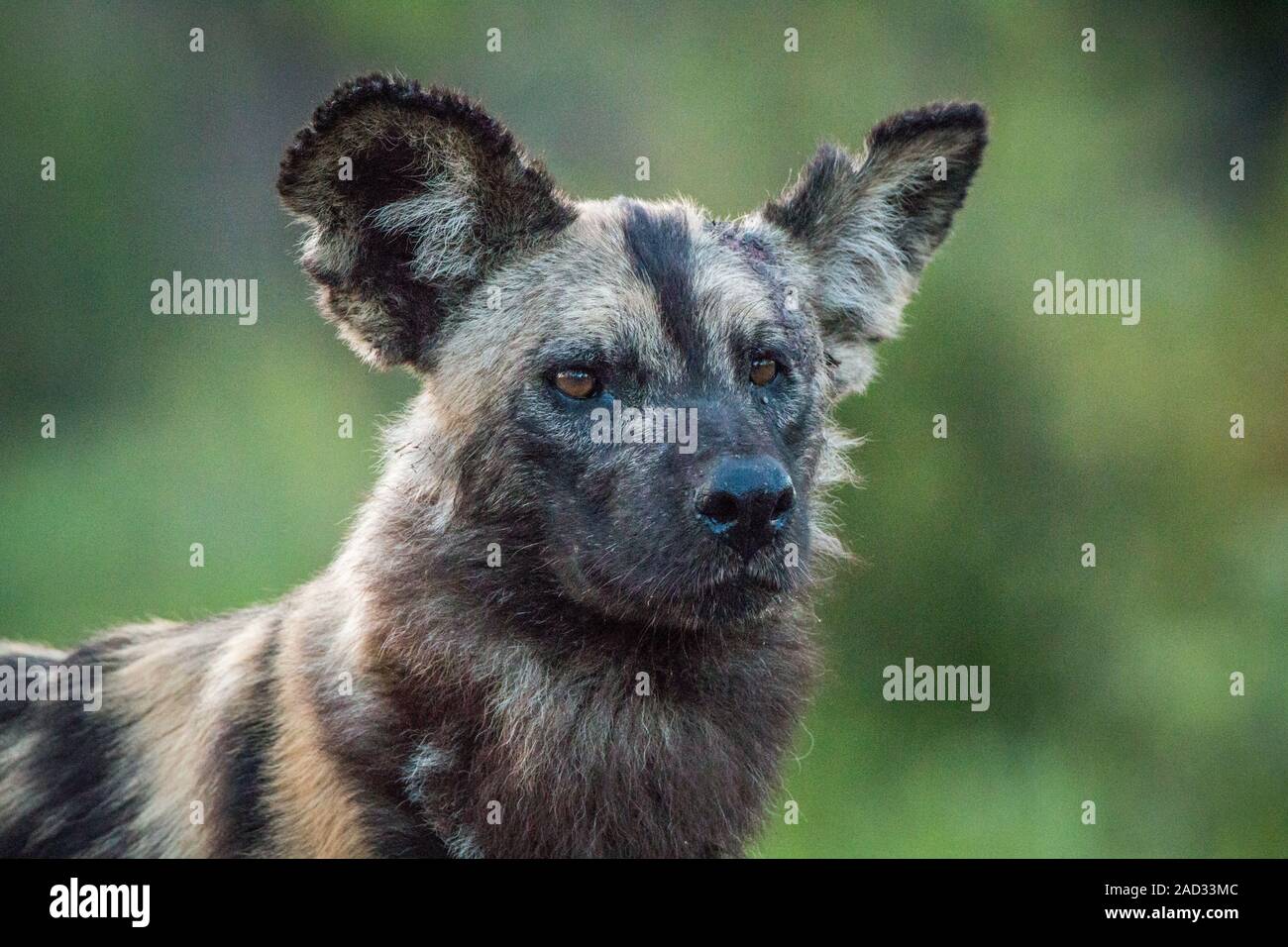 Starring African wild dog Stock Photo - Alamy