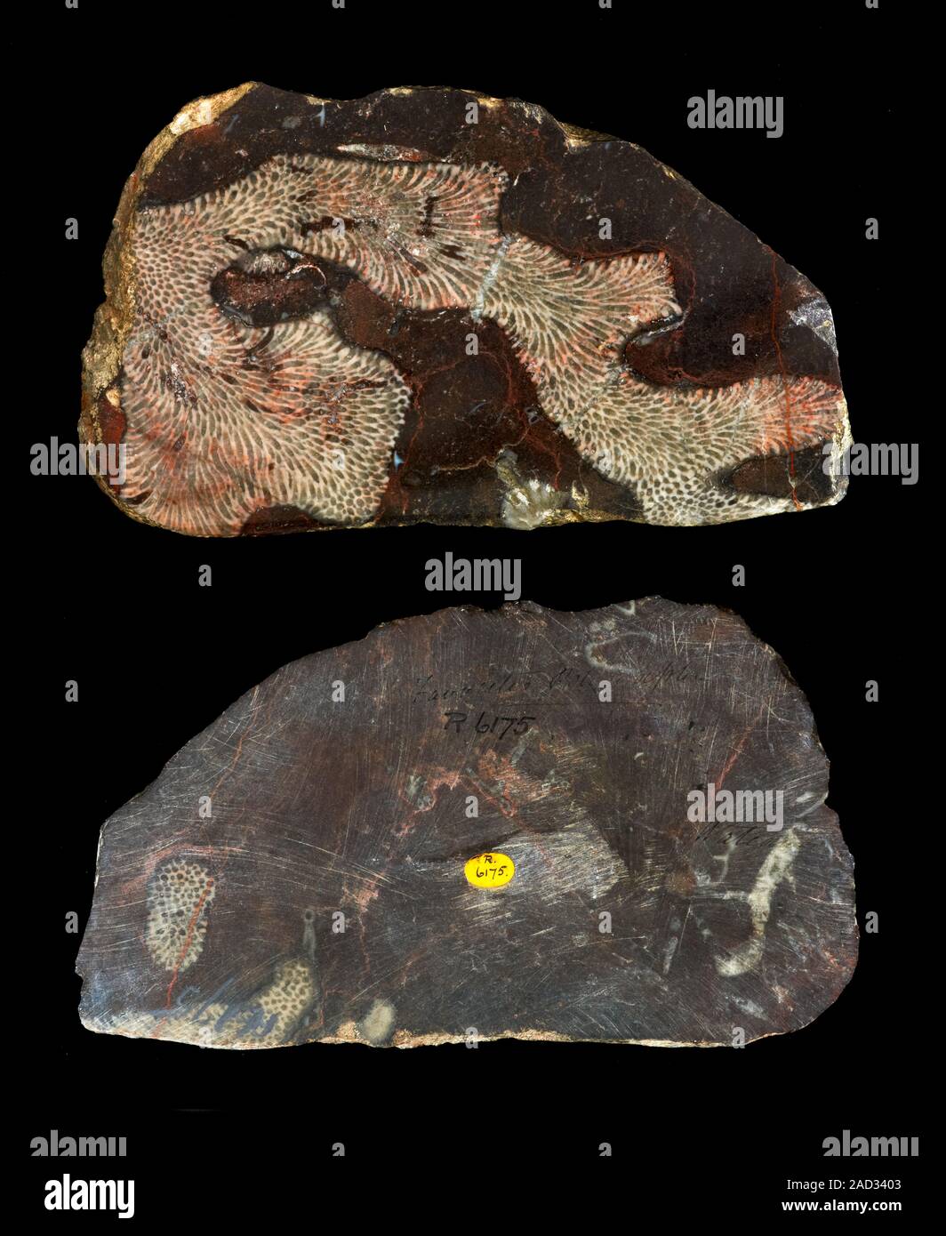 Specimens of coral fossils, part of the Museum coral collections from the Devonian, Carboniferous and Permian Rugose and tabulate corals were highly d Stock Photo