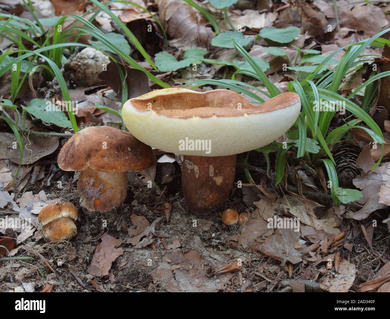 Chestnut bolete, Gyroporus casataneus, Stock Photo