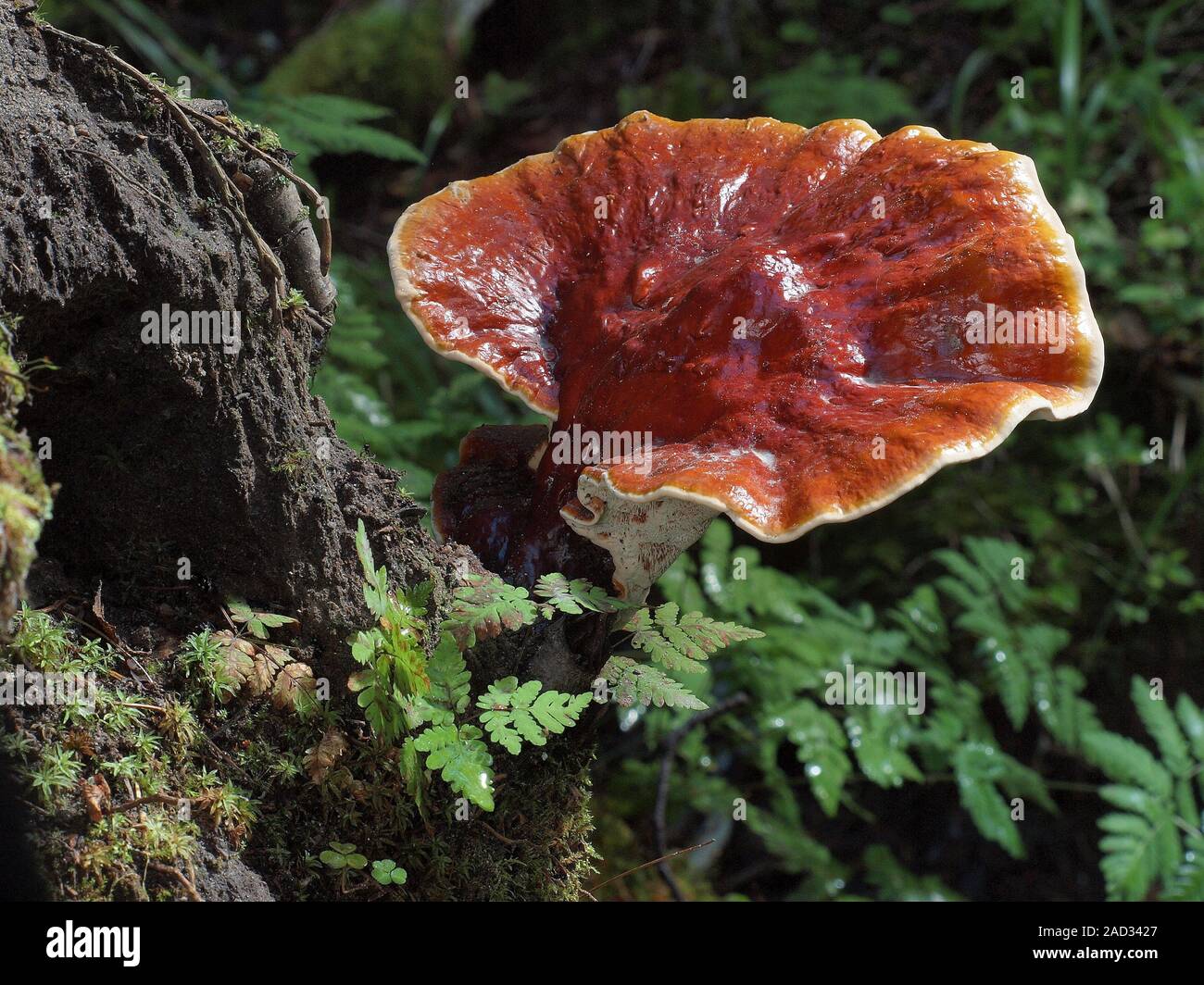 Red Reishi, Ganoderma lucidum Stock Photo