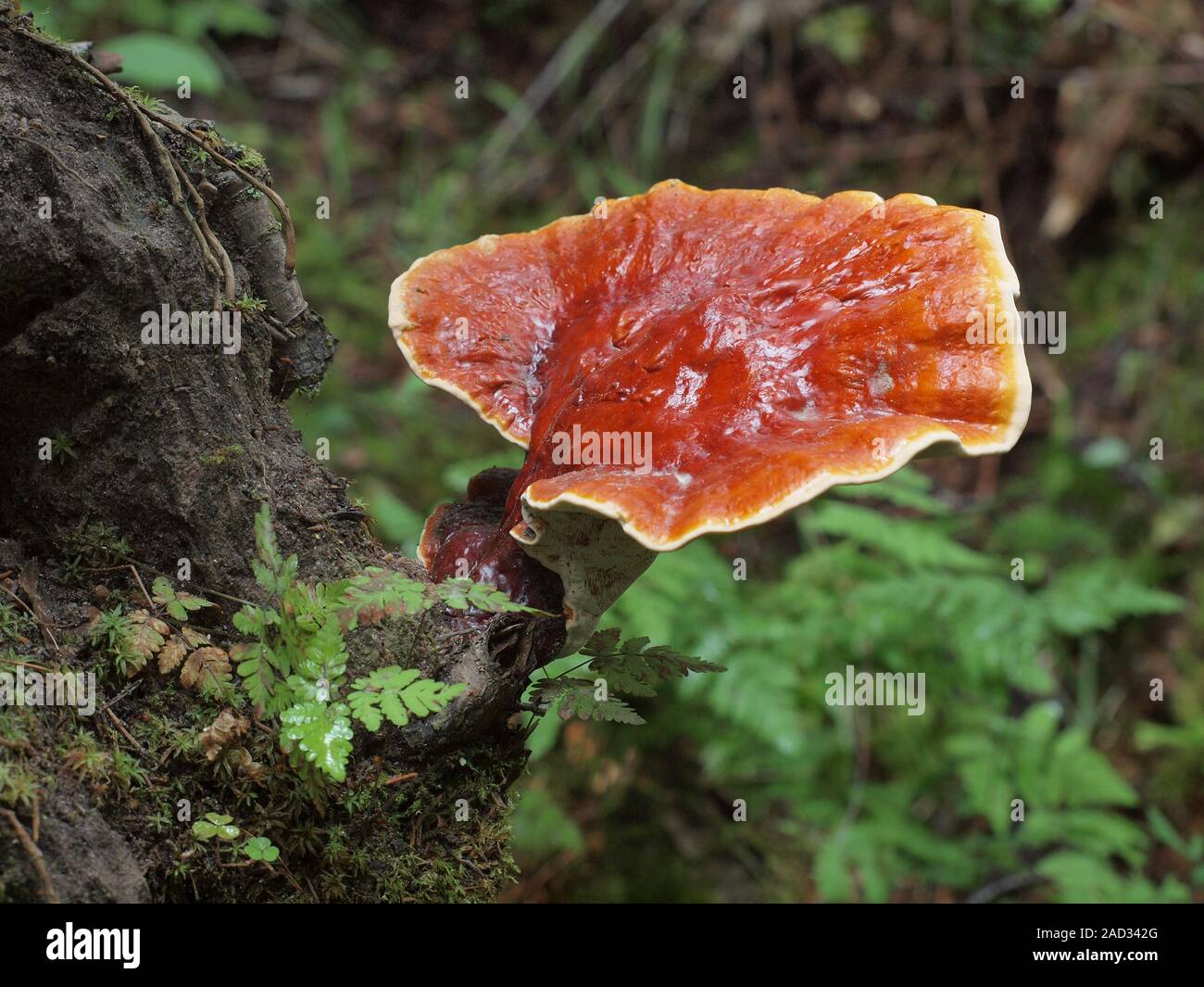 Red Reishi, Ganoderma lucidum Stock Photo