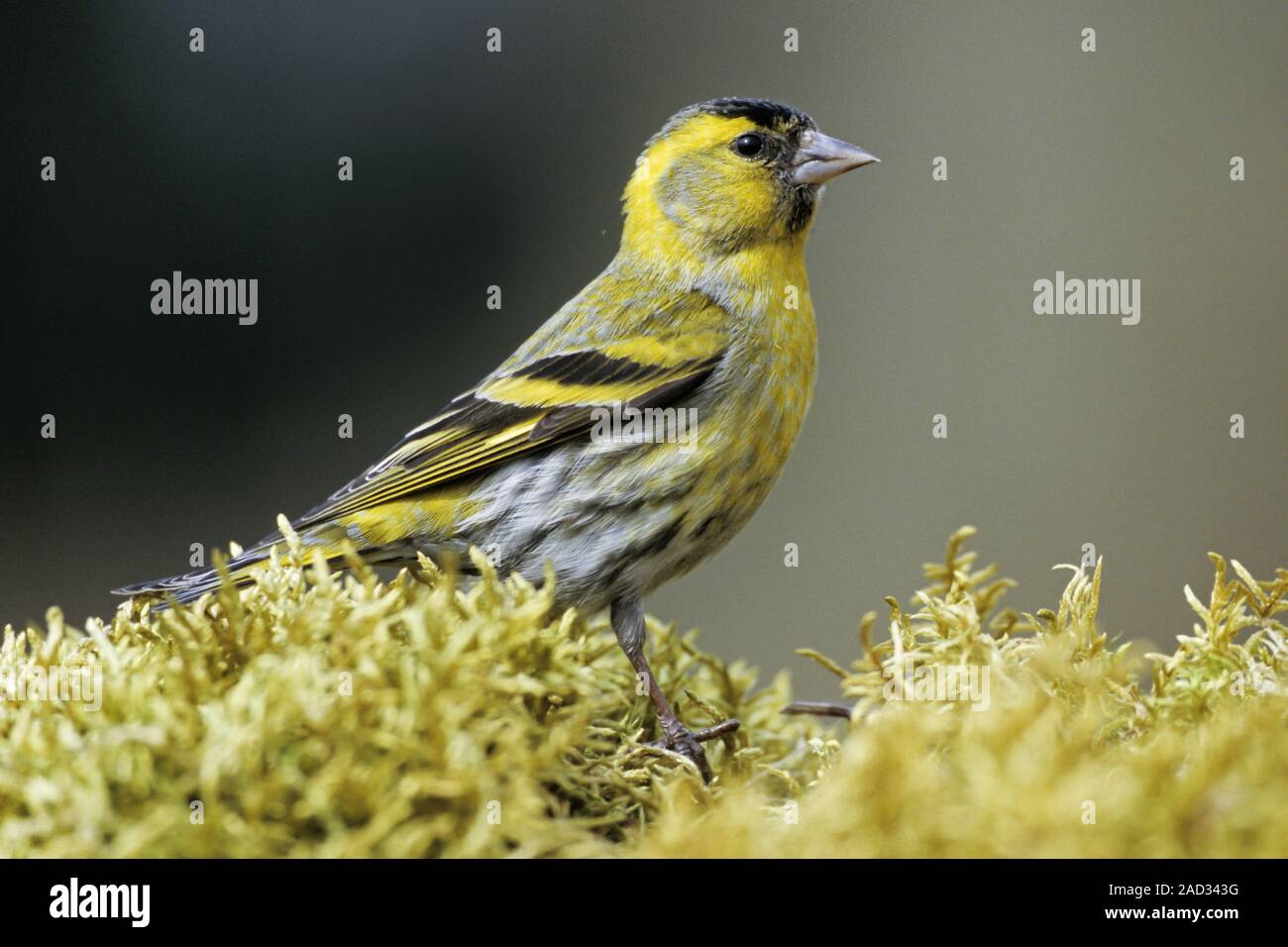 Eurasian Siskin, only the males have a neat black cap Stock Photo
