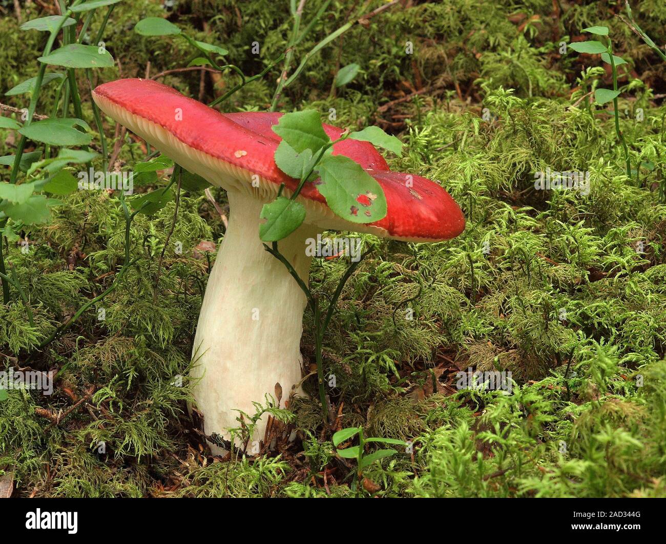 Tall brittlegill, russula paludosa Stock Photo Alamy