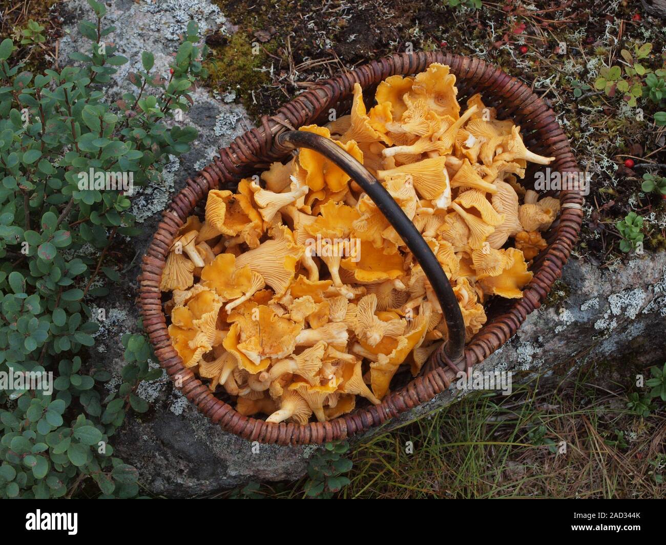 Swedish Mushroom Brush