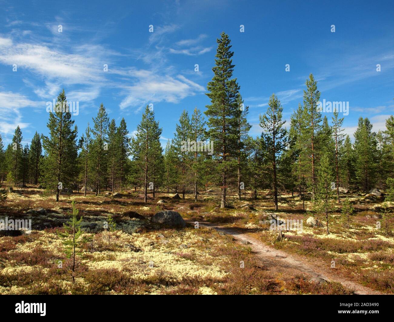 Boreal coniferous forest in the Norwegian-Swedish border area. Stock Photo