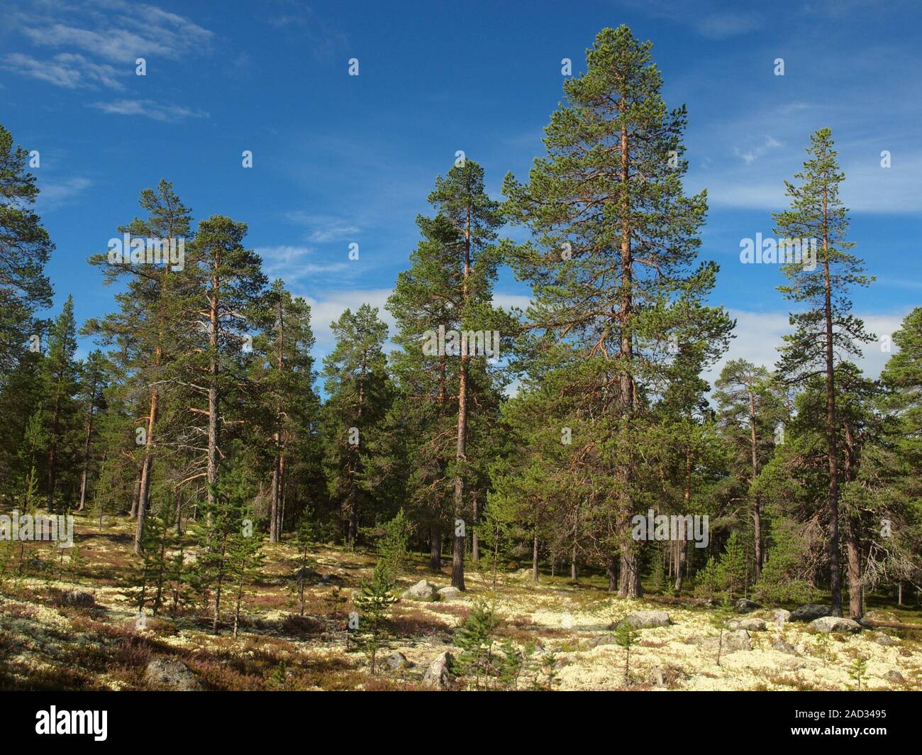 Boreal coniferous forest in the Norwegian-Swedish border area. Stock Photo