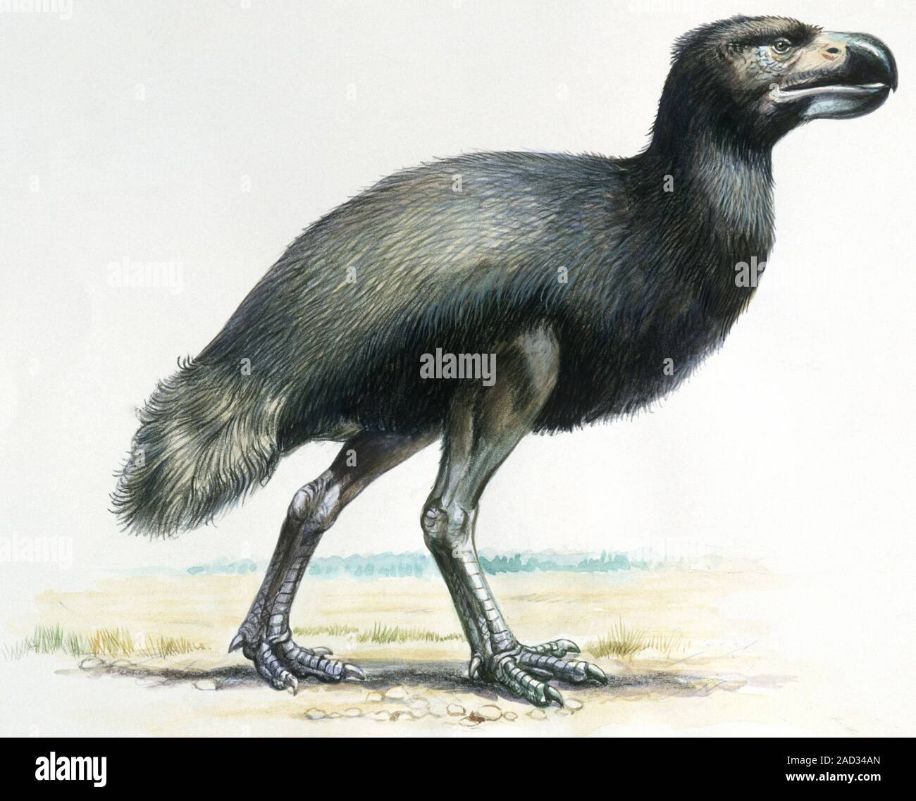Gaston's bird. Computer illustration of a Gastornis sp. prehistoric ...