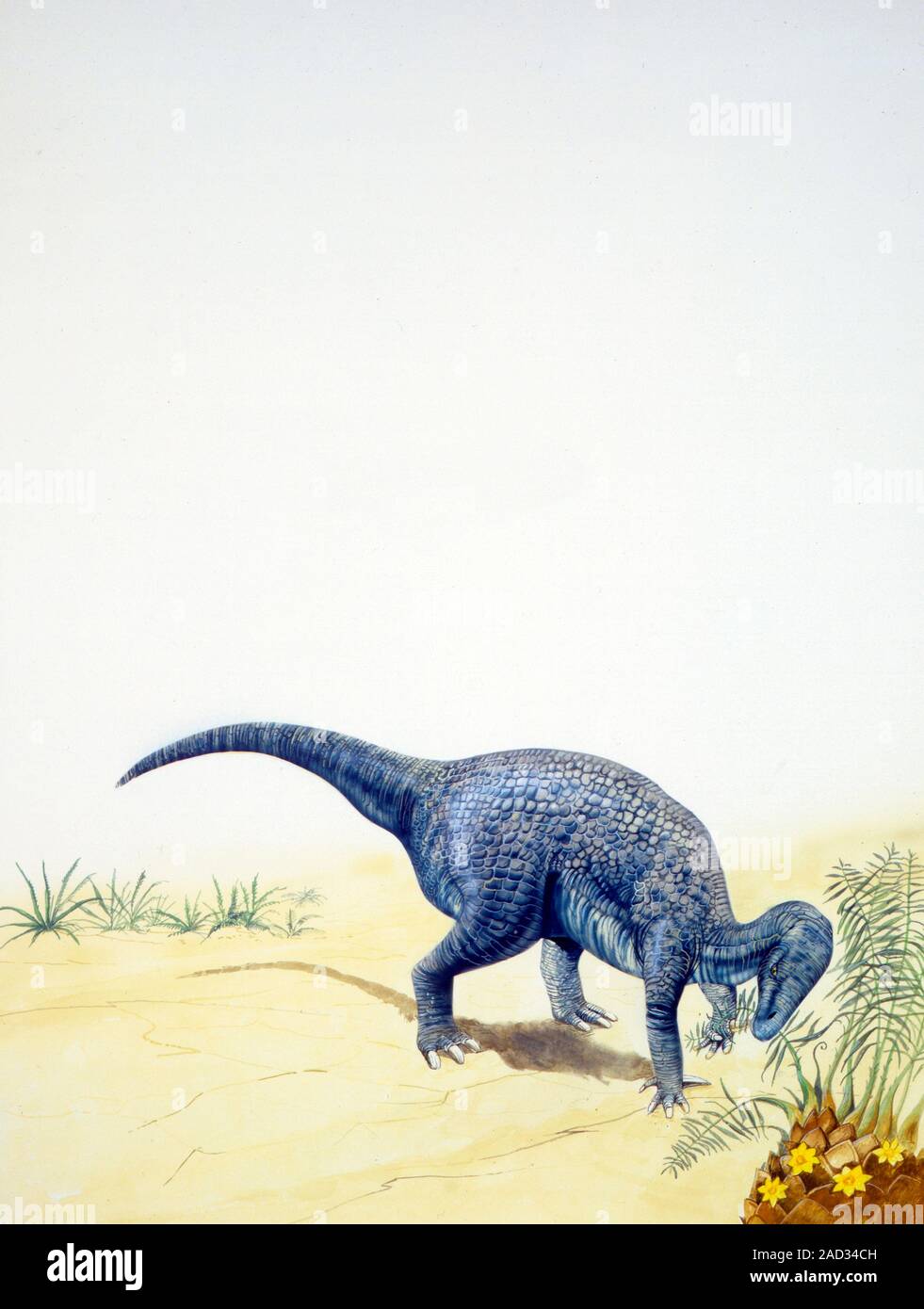 Iguanodon dinosaur. Computer illustration of an Iguanodon sp. dinosaur