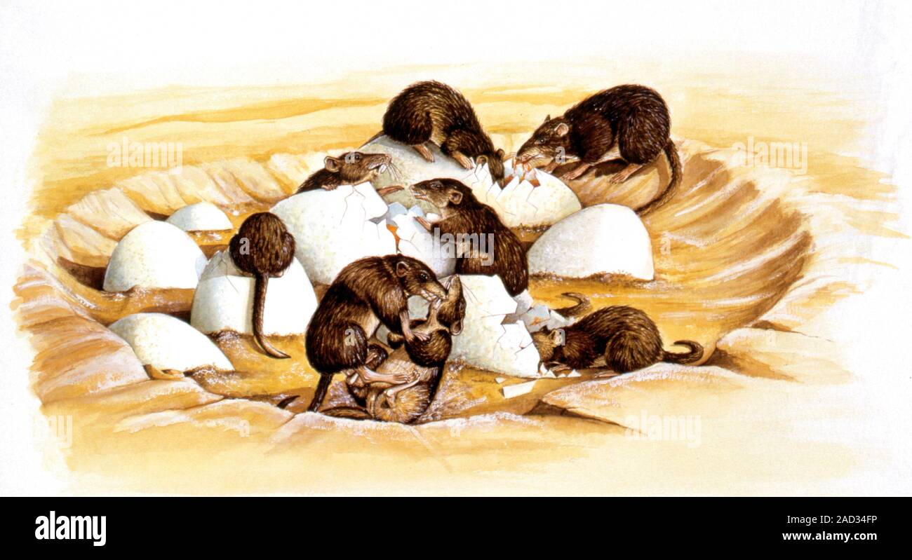 Prehistoric rodents eating dinosaur eggs. Computer illustration of