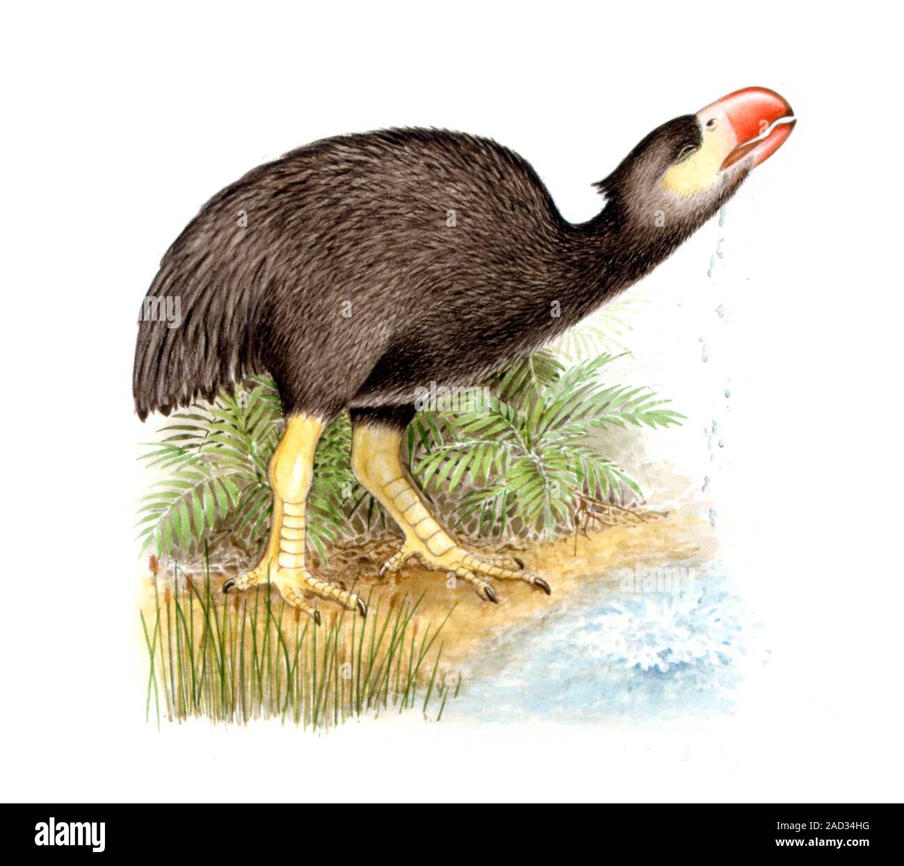 Gaston's bird. Computer illustration of a Gastornis sp. prehistoric ...